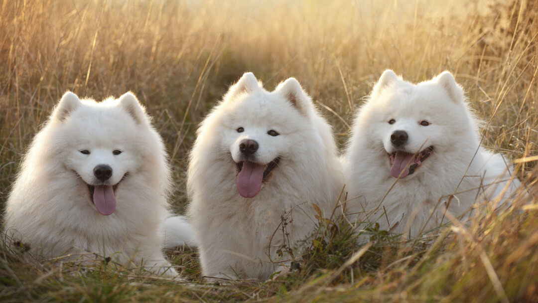 Russian deals dog white